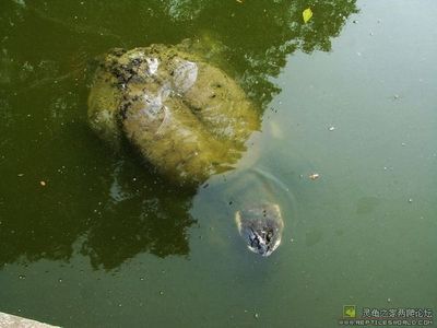 中国珍稀动物大全 珍稀动物图片大全