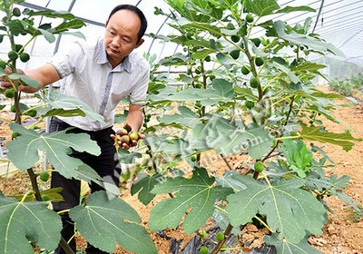 无花果的含硒量是多少？ 恩施哪个县含硒量最高