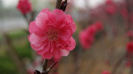 [转载]【菩提一叶】“卍”字之谜 一花一叶一菩提