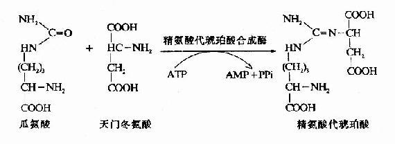 对《精氨酸》文件夹各文献的评述 文献综述与评述