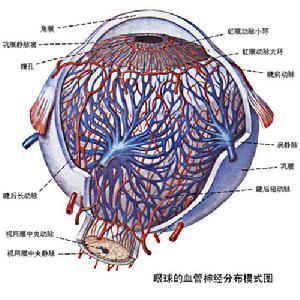 选择性恐惧症 选择恐惧症 英文