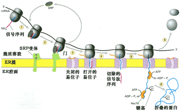 粗面内质网上的核糖体合成的蛋白质去路 核糖体怎么合成蛋白质