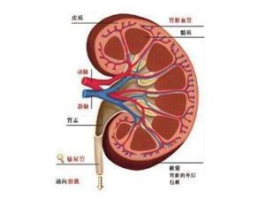 肾囊肿与多囊肾是一回事吗?哪种更严重些? 多囊肾和肾囊肿区别