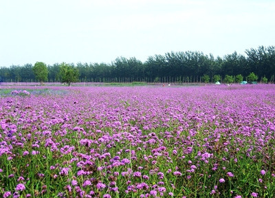 成都薰衣草什么时候开呢？玫瑰花开花时间？ 武汉薰衣草开花时间