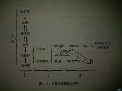 优秀游泳运动员营养实用指南 游泳运动员陈欣怡