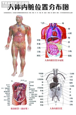 正常人体水和电解质的分布调节 人体内的电解质