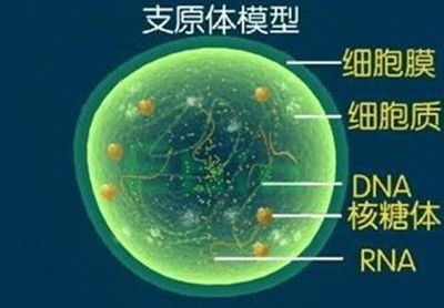 衣原体、支原体感染会致流产吗 支原体衣原体的感染