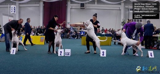 比特犬与人 杜高犬