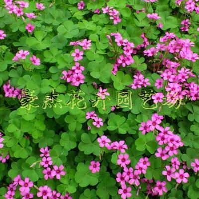 球根花卉地栽的养护介绍 盆栽花卉的家庭养护