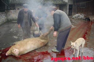 [转载]死猪不怕开水烫 死猪不怕开水烫同义词