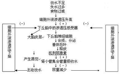 有关水平衡调节的问题 水盐平衡调节图解