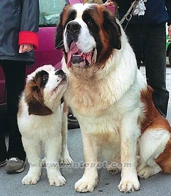 圣伯纳狗（SaintBernard） saint bernard