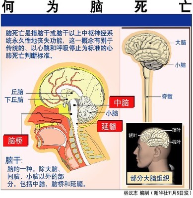 脑死亡判定标准，现实中如何度量？——关注脑死亡系列报道（1） 死虾被称脑死亡