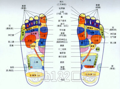 反射区定位之六——肝29、胆囊30、腹腔神经丛31 腹腔镜胆囊切除术