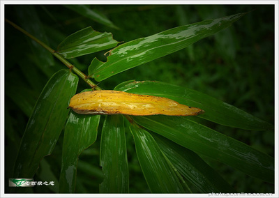 竹林听雨 竹林听雨的含义是?