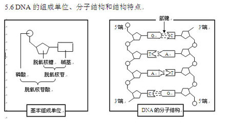 2010年高考生物知识点：DNA分子的结构和复制