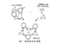 糖基磷脂酰肌醇_生物试剂 磷脂酰肌醇信号通路