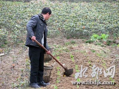 同问谚语和歇后语，诗句：庄稼一枝花，-----。