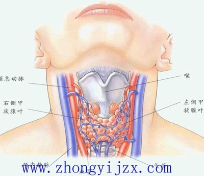 关于甲状腺结节的讨论 甲状腺结节的饮食注意