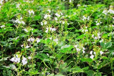 [转载]暖心带你品尝安陆特产——白花菜 安陆白花菜做法