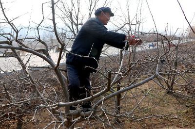 苹果树修剪视频3420个相关视频 最新苹果树修剪视频