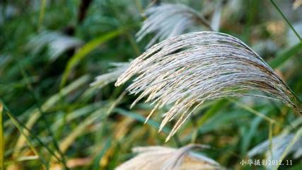 芦花白芦花美【1】 芦花美广场舞