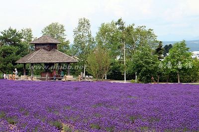 【日本】夏季北海道必游地--富良野薰衣草花海&云海咖啡 富良野薰衣草特急