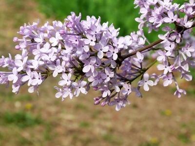 丁香花开 丁香花开1