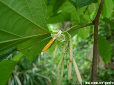 八角枫根Alangiumchinense(Lour.)Harms根 阔叶八角枫