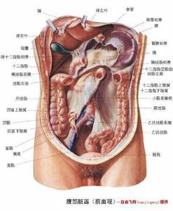右上腹部疼痛的可能病因有哪些 小腹疼痛小便疼痛