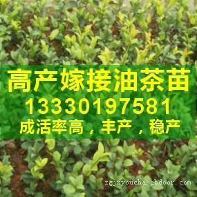 为了油茶树更高产 油茶树亩产