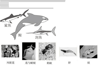 蟋蟀_扩展资料_第一单元 第一章 第二节 调查我们身边的生物_生物 八上物理第一章第二节