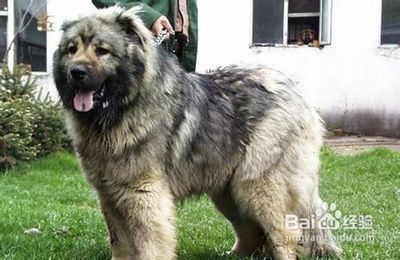 高加索犬 高加索犬多少钱一只