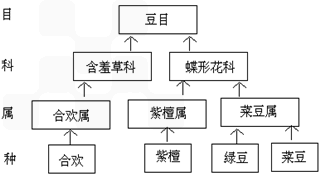 豆目 豆目合欢