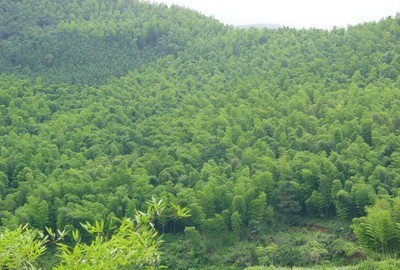 什么叫有林地，灌木林地，疏林地等 疏林地的概念