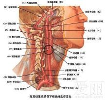 人体36死穴 亲脖子哪个部位会死人