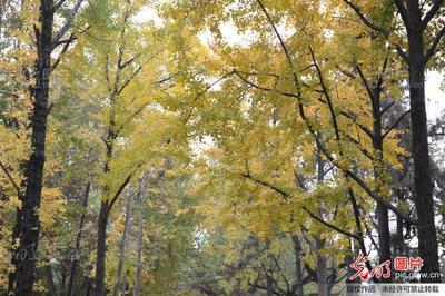 安徽合肥逍遥津 安徽合肥逍遥津公园