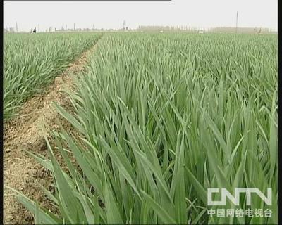 第六节小麦栽培技术 冬小麦高产栽培技术