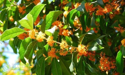 又是一年桂花飘香的季节 又到一年桂花香