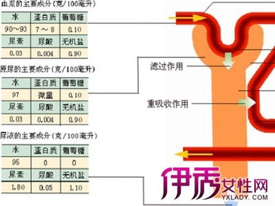 尿常规检查的参考值与临床意义 尿常规检测的临床意义