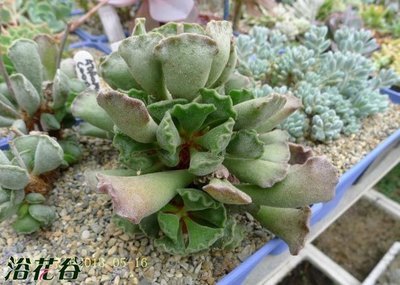 【园艺】多肉植物绯花玉介绍及养殖方法 多肉植物养殖的常识