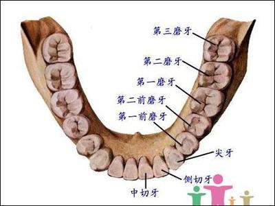 长智齿牙龈肿痛怎么办 牙龈肿痛紧急止痛法