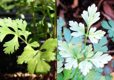 美国生活体验②香菜（Cilantro）还是香芹（Parsley）？ 细香芹菜种子那里卖