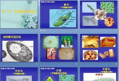 单细胞生物有细胞分化，全能性吗? 单细胞生物课件