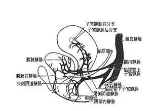 盆腔淤血综合征 盆腔淤血综合征症状