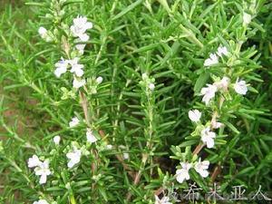 迷迭香 - 简介 Rosemary plant rosemary s baby