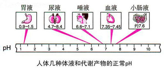 人体PH值 人体正常ph值