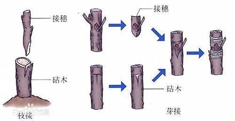 视频:果木嫁接技术图解