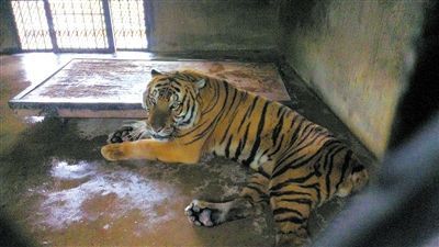 美洲虎涉水猎杀鳄鱼惨烈实拍 惨烈车祸现场实拍肉饼