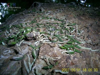 国家重点保护野生植物——隔距兰、尖喙隔距兰、蜈蚣兰、广东隔距 广东隔距兰